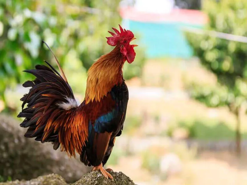 Chiêm bao mơ thấy gà thì đánh con số gì?