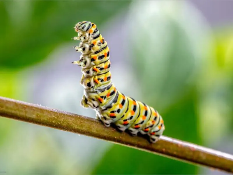 Chiêm bao mơ thấy con sâu đang bò trên cây