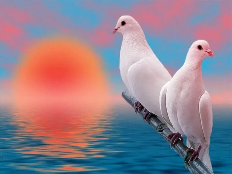 Giải mã ý nghĩa về giấc mơ thấy chim bồ câu 